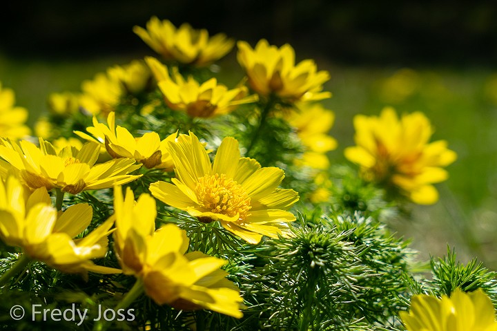 Frühlings-Adonis (Adonis vernalis)