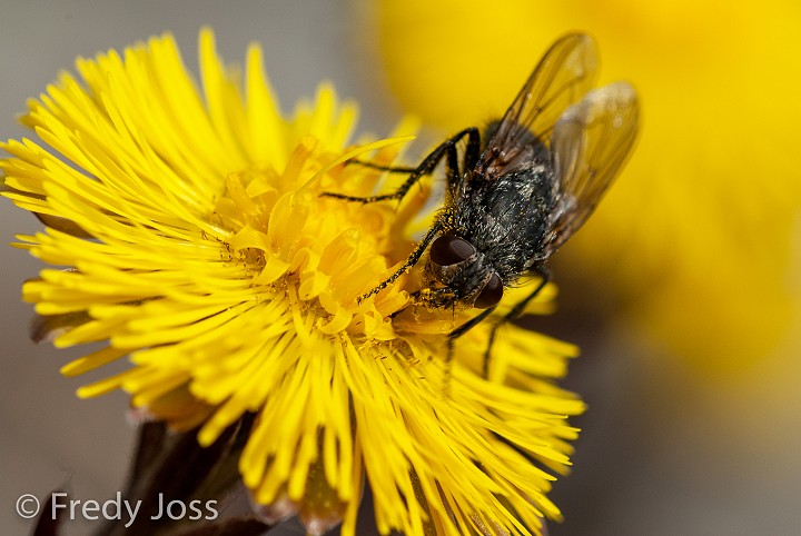 Huflattich (Tussilago farfara)