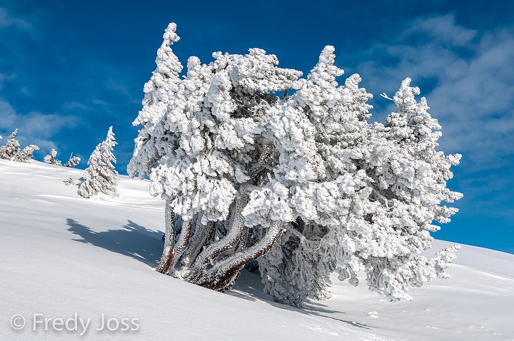 Berg-Föhre (Pinus mugo) im Reif, Niederhorn, Berner Oberland