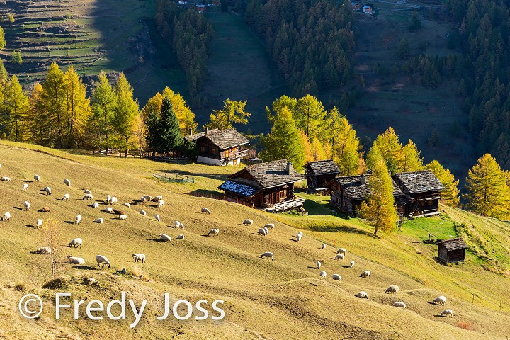 Schafweide im Val d’Hérens, Wallis