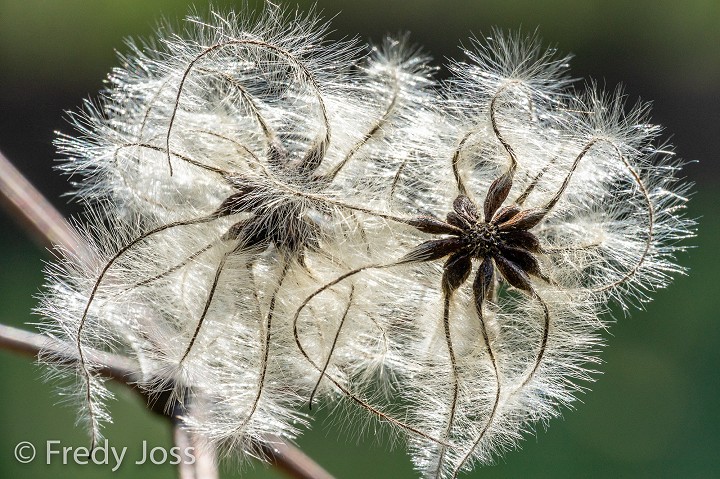 Gemeine Waldrebe (Clematis vitalba)