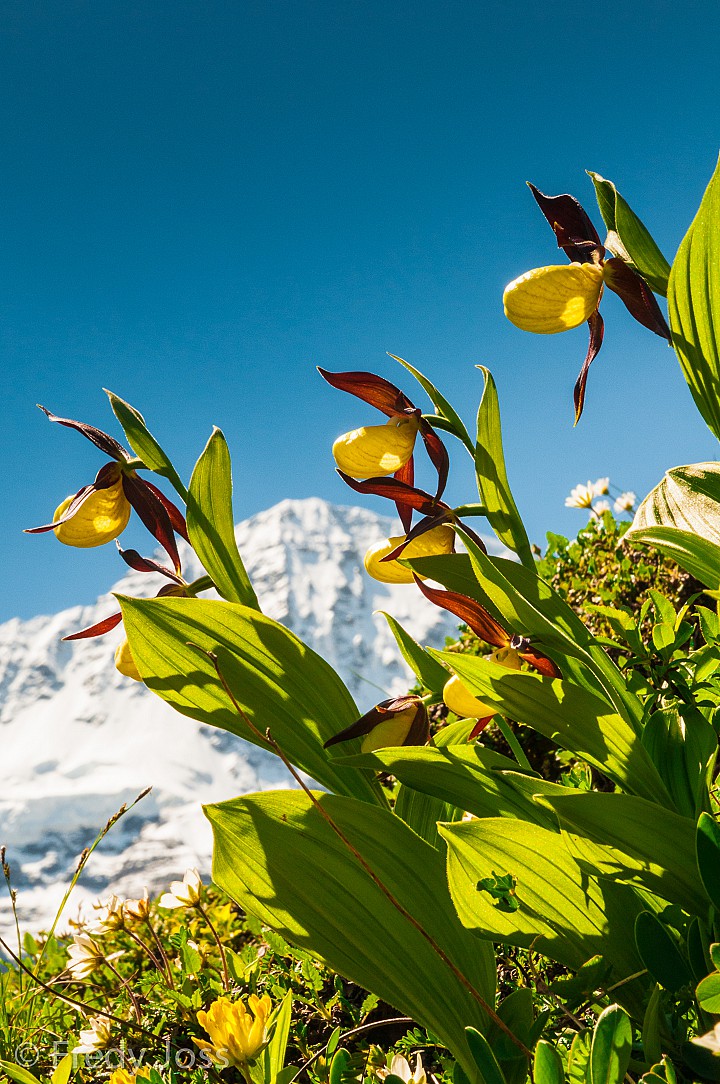 Frauenschuh-Orchidee (Cypripedium calceolus)