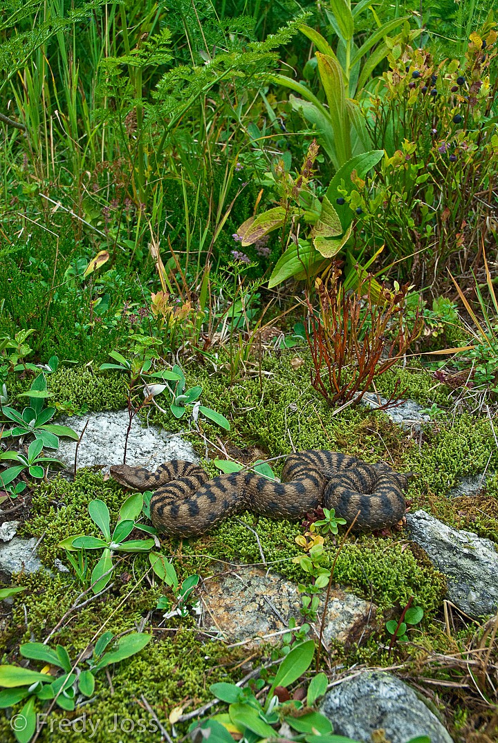 Aspisviper (Vipera aspis), Wallis