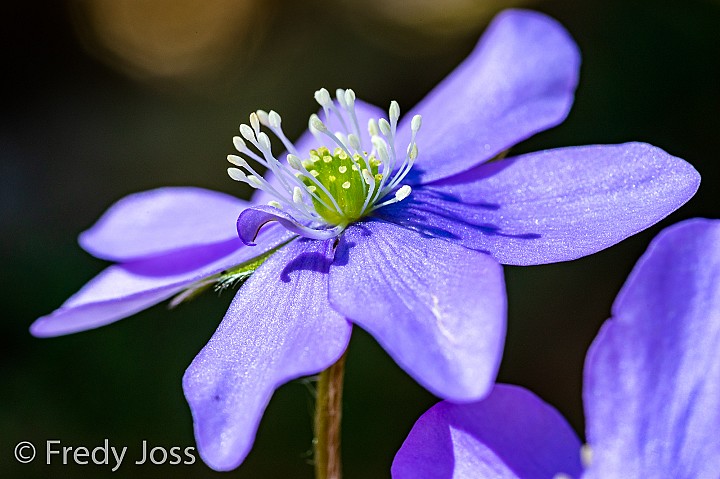 Leberblümchen (Hepatica nobilis), Oey-Diemtigen BE